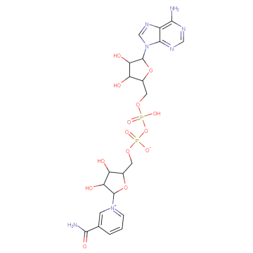 Nicotinamide Adenine Dinucleotide