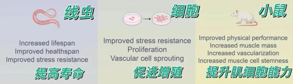 Ergothioneine test on mammals